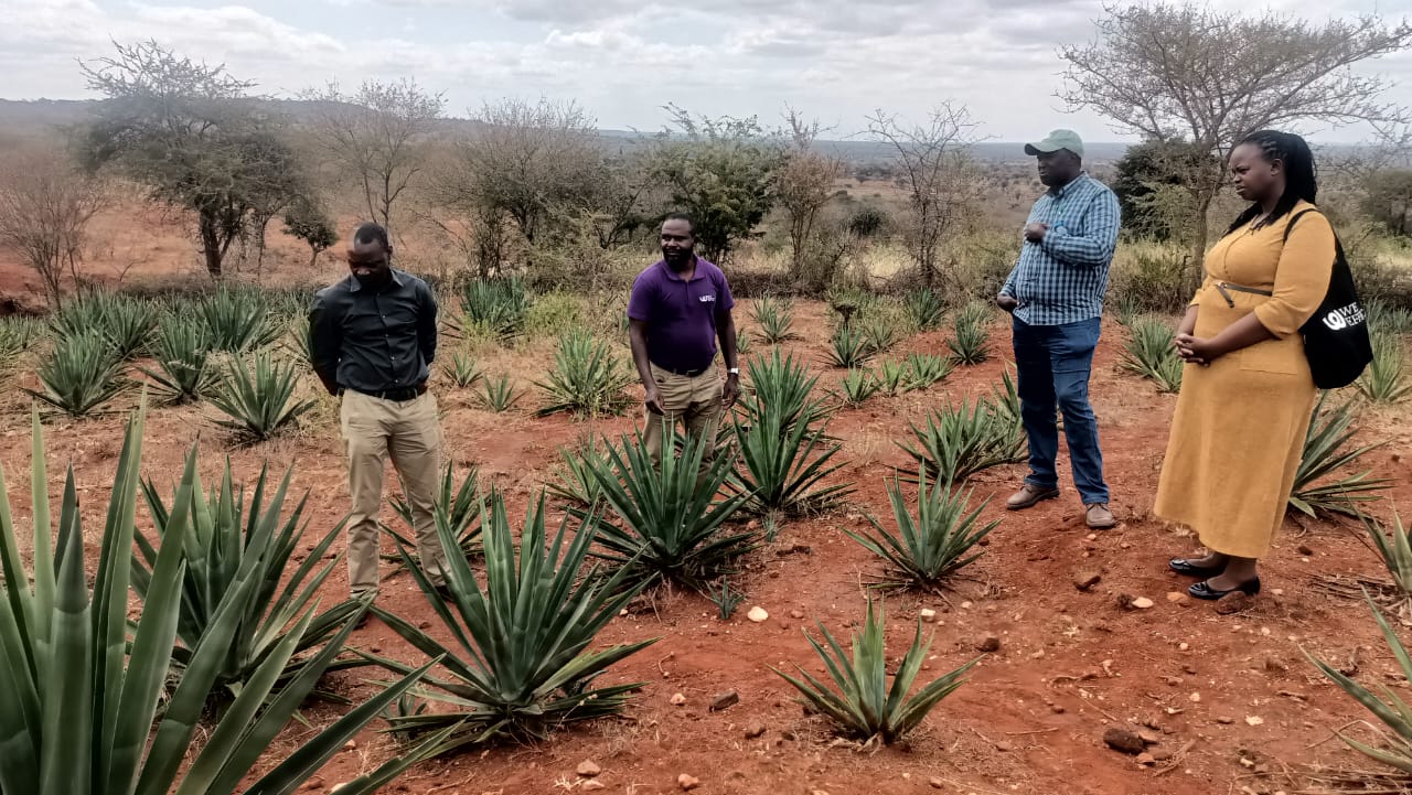 Sisal planting demo by women
